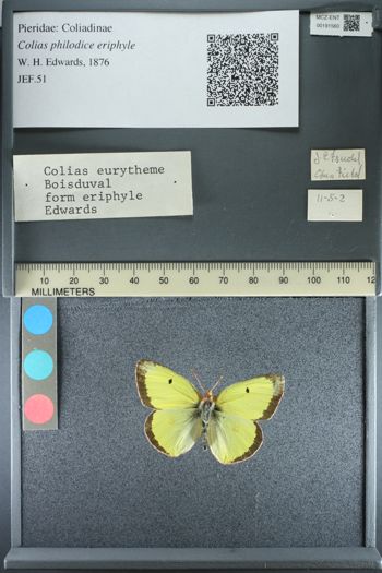 Media type: image;   Entomology 191560